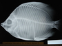 Chaetodon striatus 2 full FMNH 52829
